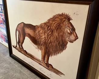 Framed Canvas Print "Der Löwe, Felis Leo" by Karl Brodtmann