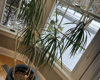 1 Dracaena Marginata Heirloom Dragon Treemin