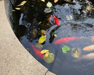 IF you are interested in buying the Koi
Call Melvin Friday at 913-908-8478!