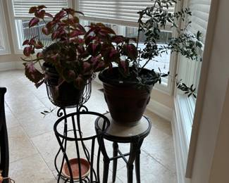 Plant Stands, Plants