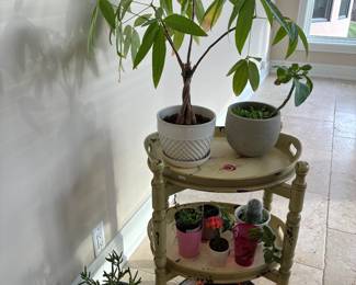 Plant Stand, Plants