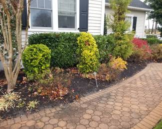 Roses; shrubs; hardscape walkway