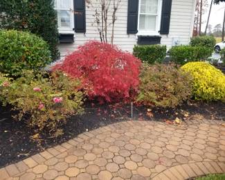 Japanese maple; roses; hardscape walkway