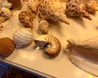 Beautiful Seashell Collection 