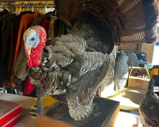 Mounted Turkey Taxidermy