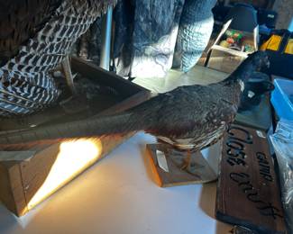 Pheasant Taxidermy
