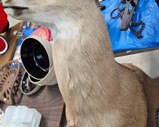 DEER TAXIDERMY MOUNT