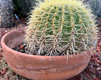 Potted Cactus