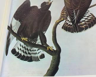 1966 Audubon for the Birds of America Book Vol. 1 Original watercolor paintings by John James Audubon