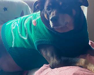 Family Pet Zelda NFS.. Wearing her Christmas Sweater  Lets Get Lit!! 