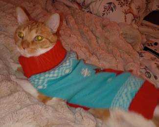 Lotus is wearing her Rudolph Sweater! Family Kitty. LOTUS IS NFS