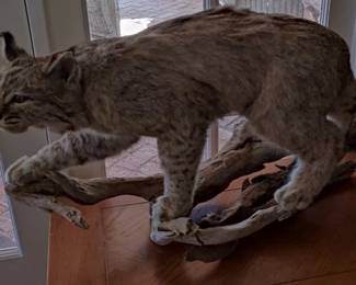 Bobcat taxidermy