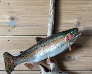 Taxidermy Trophy Mount of a Rainbow Trout