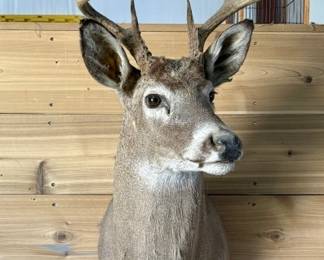 Deer Head Trophy Mount, Taxidermy