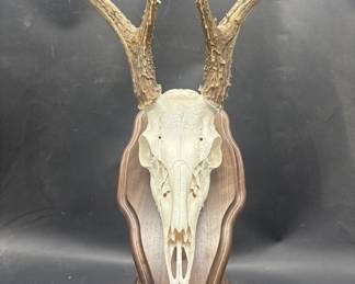 Skull w/ Antlers Mounted on Wood, as pictured