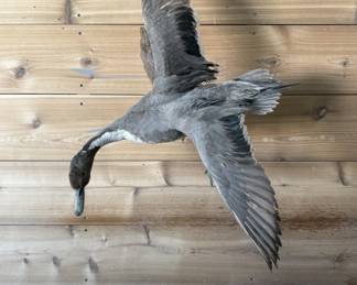 Taxidermy Trophy Mount of Pin Tail Duck in Flight