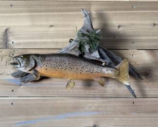 Taxidermy Trophy Mount of a Brook Trout