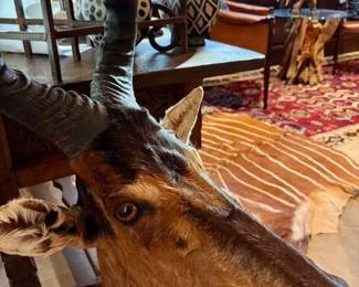 African Trophies, Mounts, & Rugs