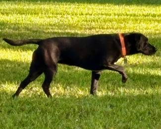 Pepper on Point...Head This Way