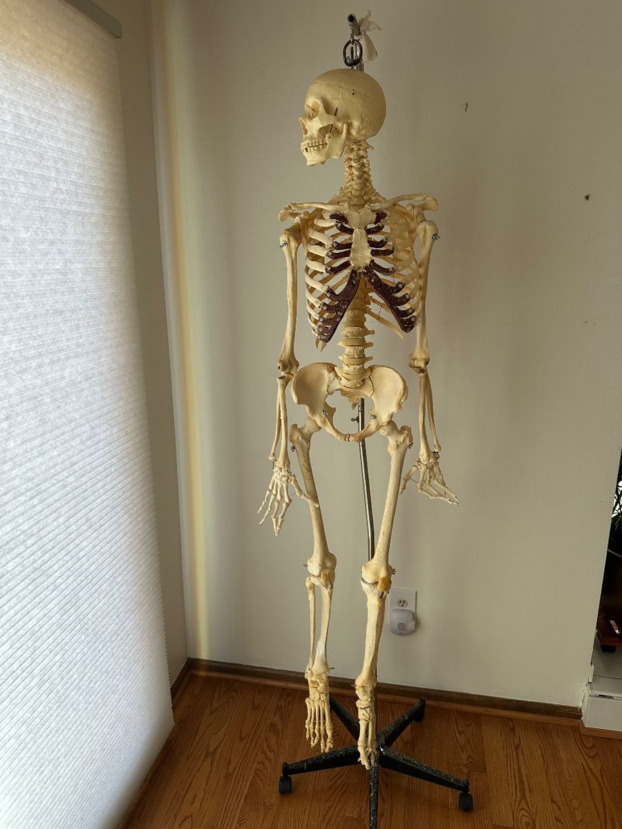 Academic human skeleton purchased with integrity through a University for student teaching 