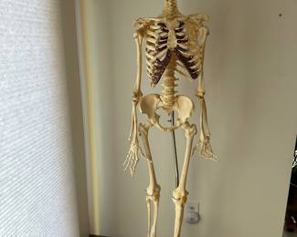 Academic human skeleton purchased with integrity through a University for student teaching 