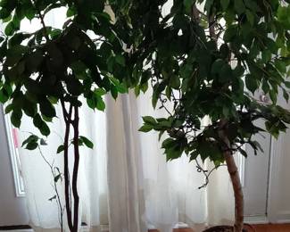 2 6 ft. Artificial Ficus Trees