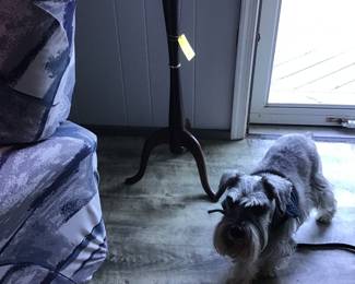 Plant stand and Bentley!