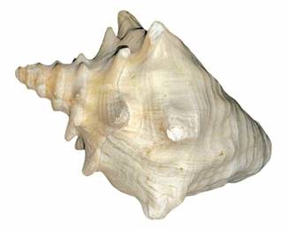 Large Crown Conch Shell