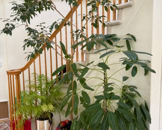 Several Plants and Trees