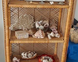 Coral and Shells