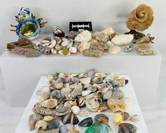 Down by the Sea: Shells and More
