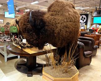 American Buffalo Half Body Mount