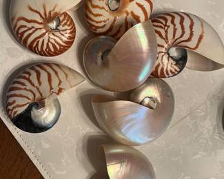 So many nautilus shells 