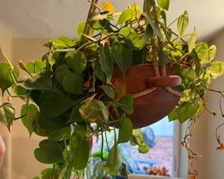 Clay pot hanging plant