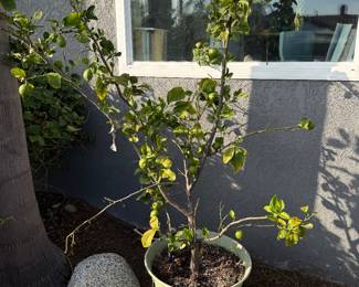 Lemon tree staying NFS