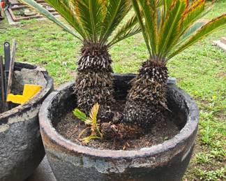 Mature palms in crucible 