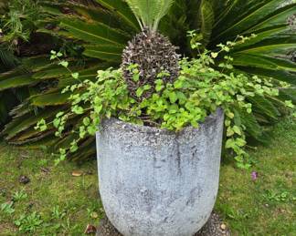 Another beautiful palm in crucible 