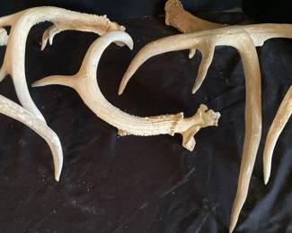 Deer Horns