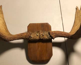 Moose Antlers