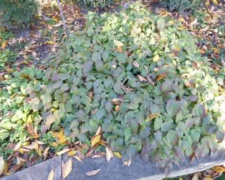 See prices & more info, copy & paste link below:
https://beforeudemo.com/sales-event/elmhurst-whole-house-demolition-sale/