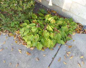 See prices & more info, copy & paste link below:
https://beforeudemo.com/sales-event/elmhurst-whole-house-demolition-sale/