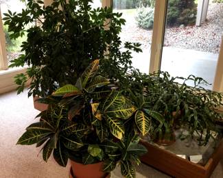 Mature house plants including two ancient Christmas cacti. Custom made metal lined teak planter box.