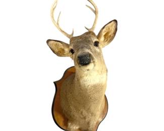 010 White Tail 8Point Taxidermy Deer Head Mount