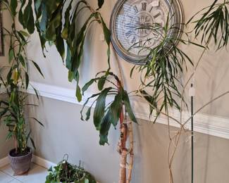 Plants and wall clock