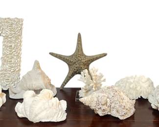 Collection Seashells and Sea Urchins

