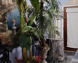 Item 40 and 41 Banana Palm and Coconut Palm Tree Both with Beautiful Urn Planter and shrubs $200 Each