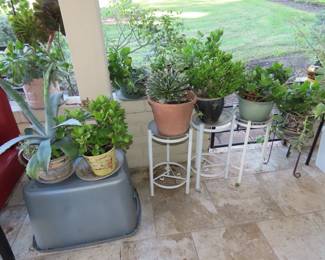 Plant stands, succulents and other plants.