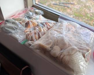Seashells