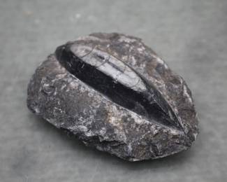 Orthoceras Fossil