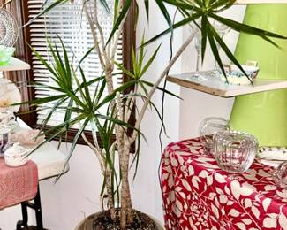 Palm plant with planter